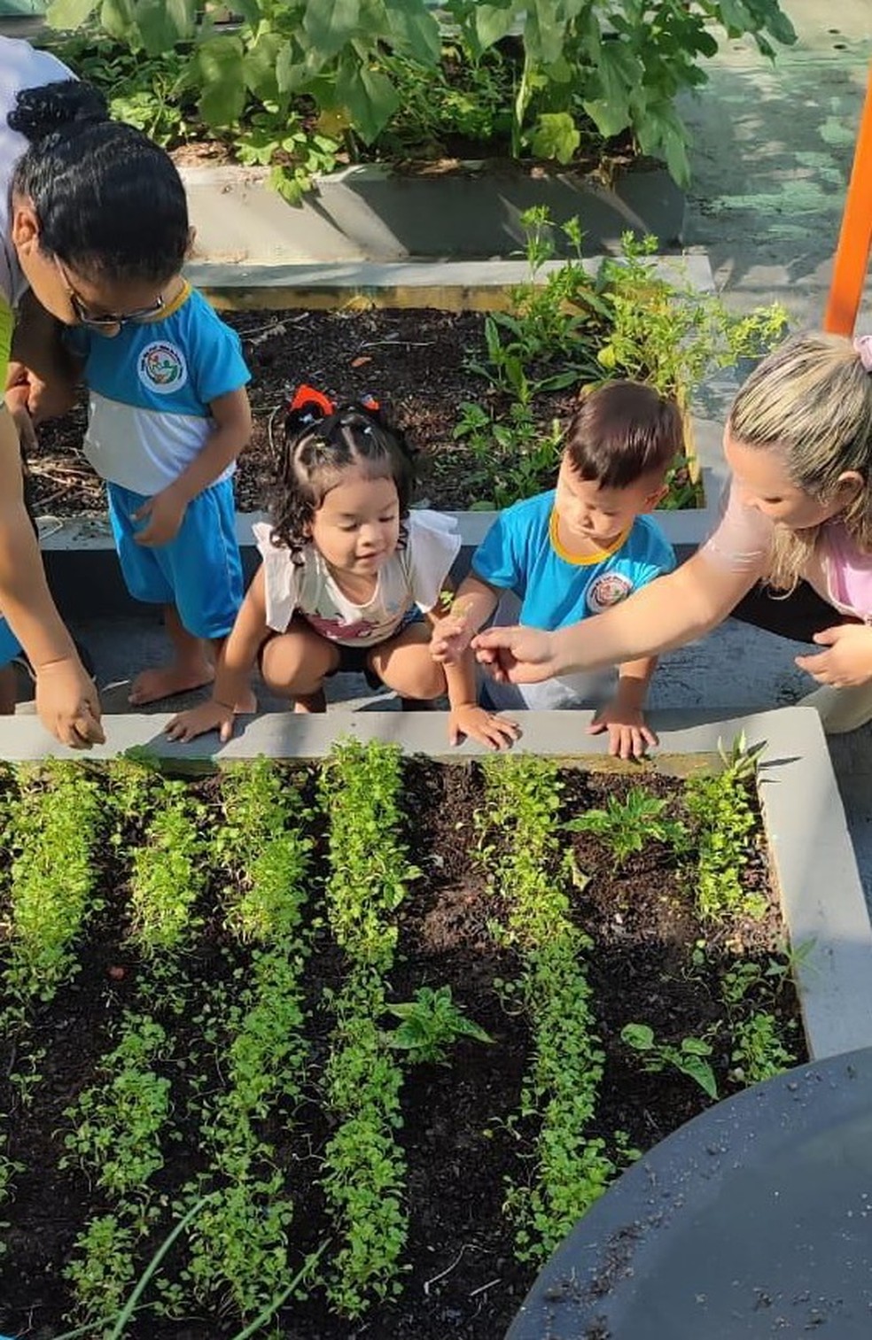 Crianças na horta da creche: aprendizados que vão para dentro de casa.  — Foto: Divulgação