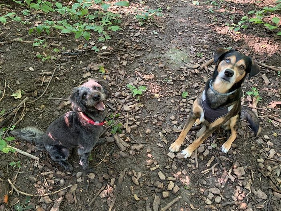 O cachorro do pesquisador, Jasper (à esquerda), e seu melhor amigo Sahibu (à direita) — Foto: Hoi-Lam Jim