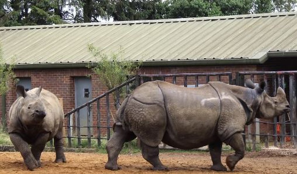 Rinocerontes-indianos (uma mãe e seu filhote) no Whipsnade Zoo, no Reino Unido  — Foto: Oscar Wilson