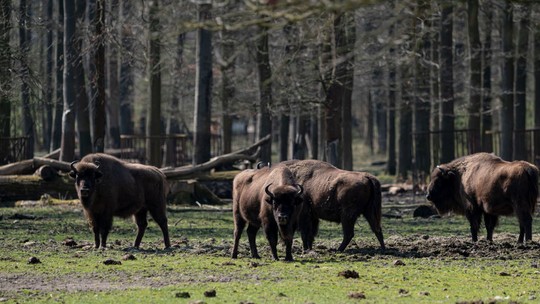 Manada de 170 bisões pode ajudar a armazenar carbono equivalente ao uso de 43 mil carros, diz pesquisa