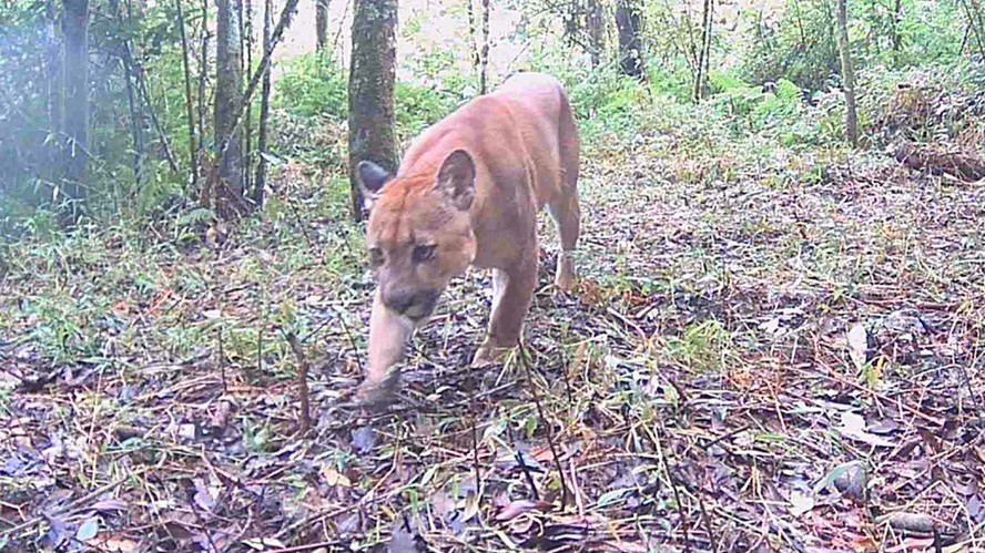 No Parque dos Três Picos, em Nova Friburgo, na Região Serrana, 30 câmeras fotográficas camufladas ativadas à distância revelaram a presença de animais antes considerados raros