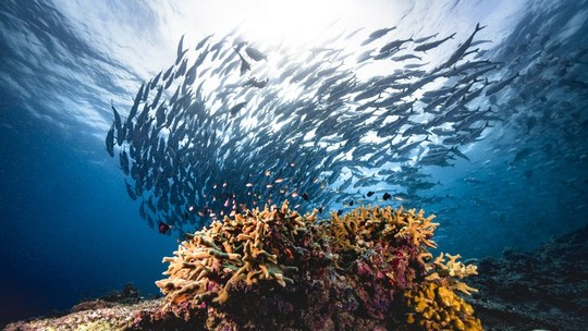 Relatório sobre oceano aponta aquecimento, acidificação e queda de O₂