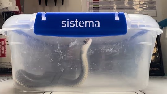 Proibido cobras: agentes de saúde pedem que pessoas picadas não levem serpentes a hospitais na Austrália