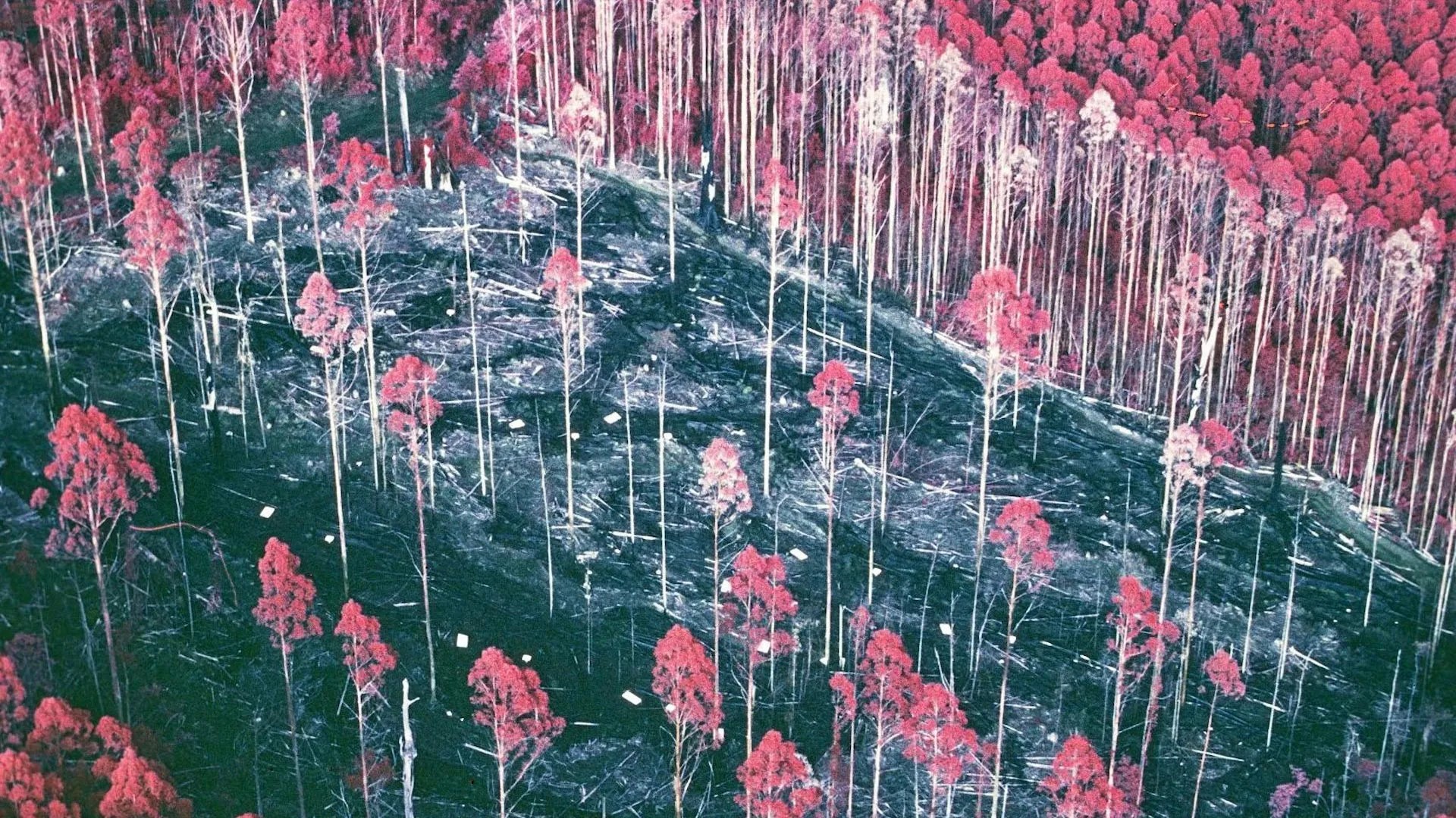 forest-experiment.webp