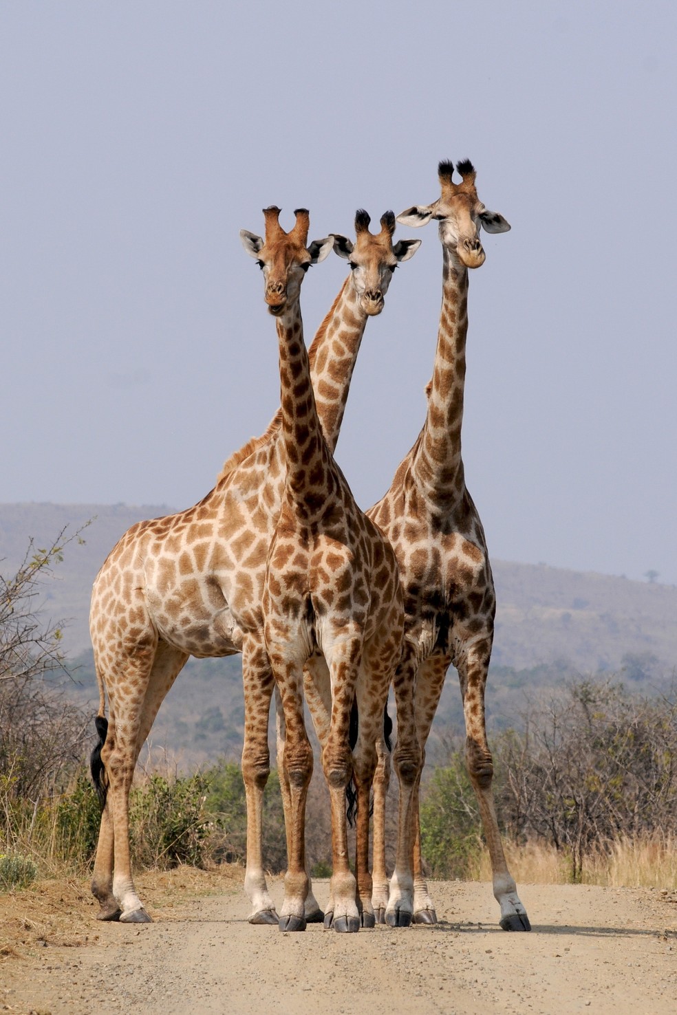 Girafas: novo balanço aponta para a existência de 117.173 girafas na natureza atualmente.  — Foto: Pixabay