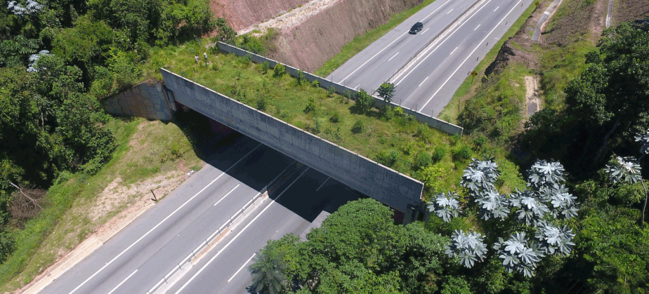 Passagem vegetada para animais em SP mostra importância de soluções  sustentáveis nas rodovias do Brasil | Biodiversidade | Um só Planeta
