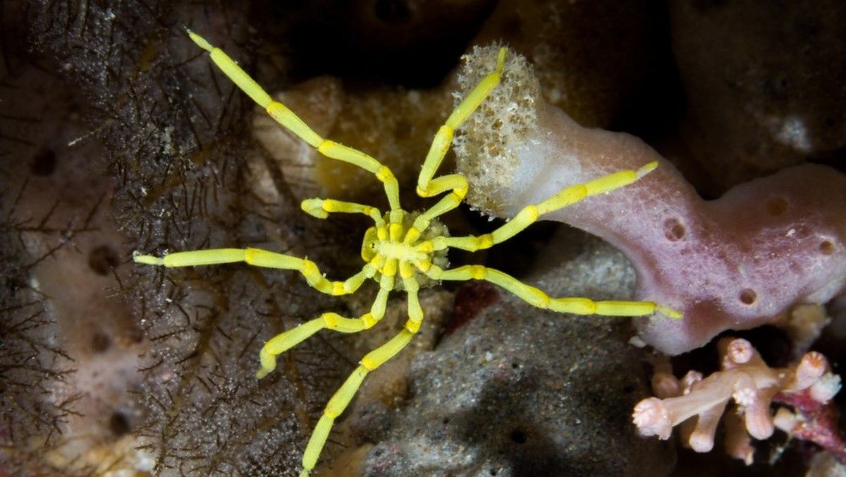 Animais incríveis: aranhas do mar podem regenerar seus ânus, descobrem