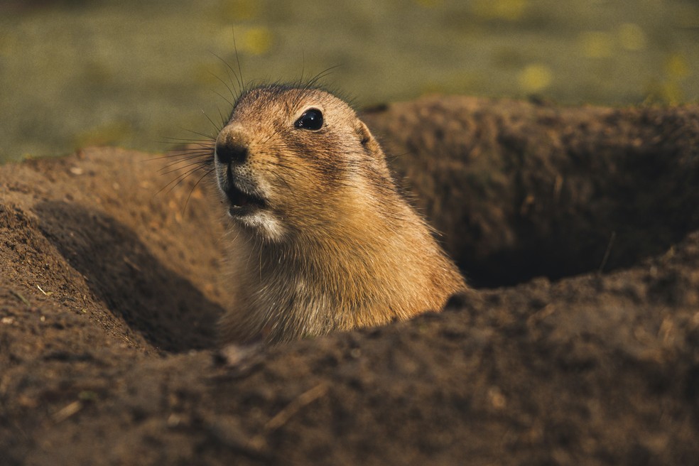 O cão-da-pradaria é um mamífero roedor da família Sciuridae, classificado no género Cynomys. O grupo inclui cinco espécies, todas elas nativas da América do Norte, que habitam as pradarias dos Estados Unidos da América, Canadá e Méxic — Foto: Moritz Kindler/Unsplash