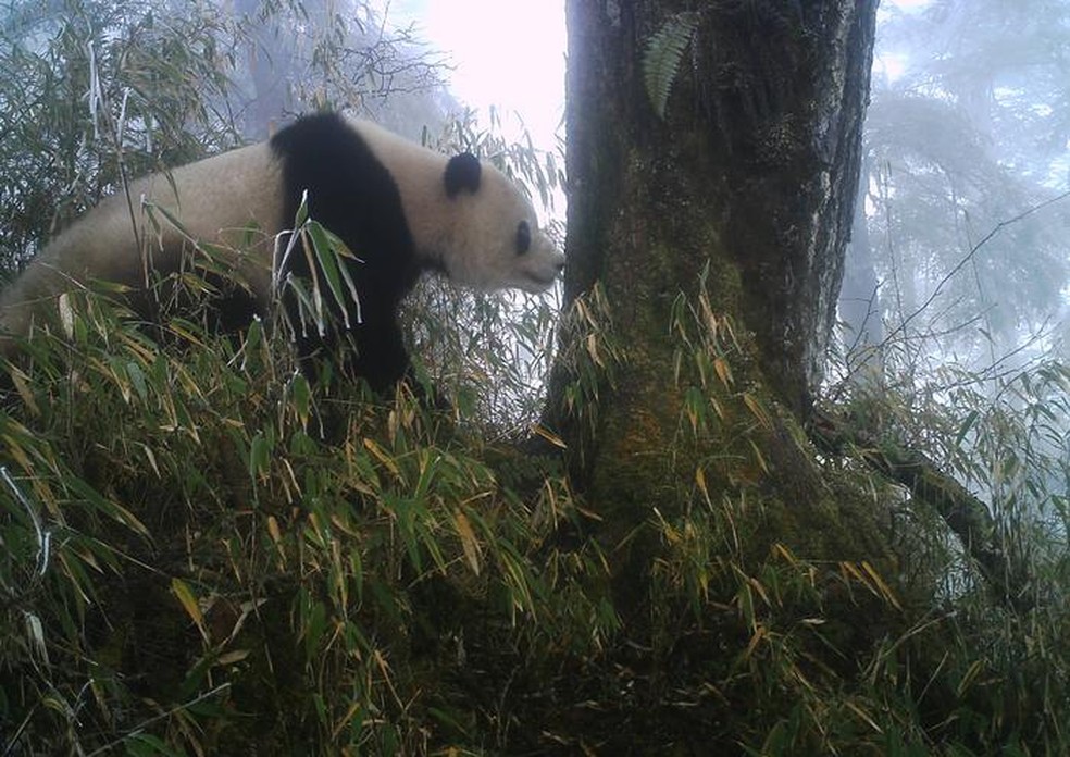 Um panda gigante na Reserva Natural de Wolong verifica "postagens sociais recentes" em uma árvore com marcação de cheiro. — Foto: Cortesia de Jindong Zhang