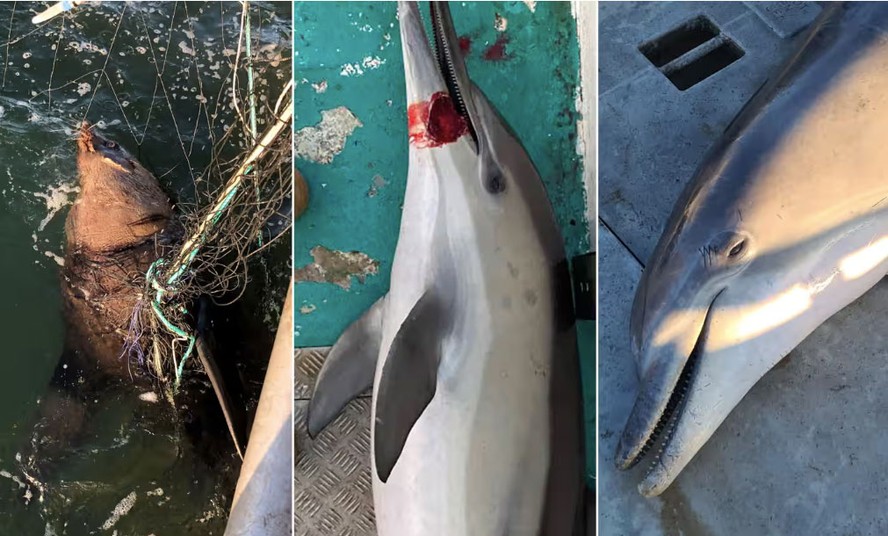 Golfinhos e focas vitimados pelas redes contra tubarões.