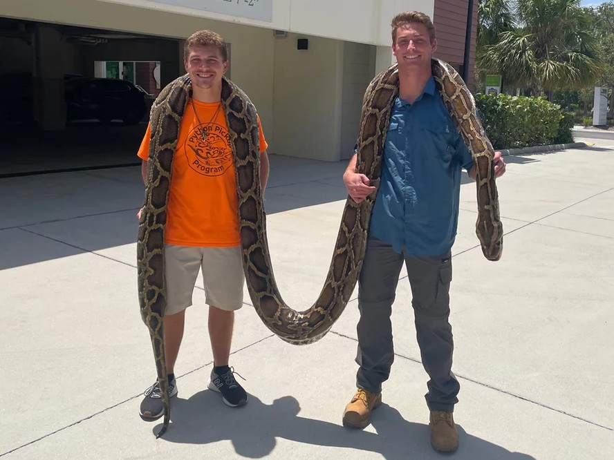 Stephen Gauta (à esquerda) e Jake Waleri trouxeram a píton gigante para a Conservancy of Southwest Florida, em Naples, Flórida, para que ela fosse medida e doada para estudos.
