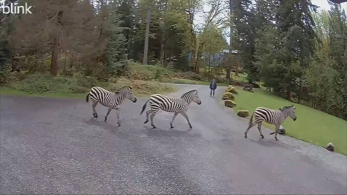 Quatro zebras escapam de trailer no meio de estrada e mobilizam ...