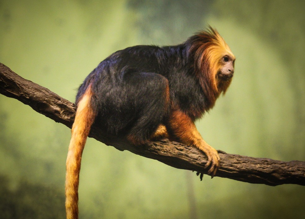 Mico-leão-da-cara-dourada: também conhecido como mico baiano, foi o que melhor se adaptou à intervenção humana na paisagem. — Foto: Ltshears / Wikimedia