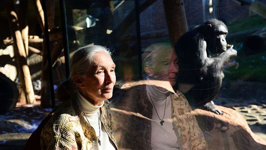 Entretenimento de impacto - 2: a história de Jane Goodall