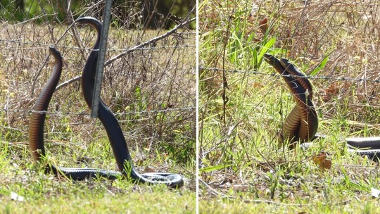 Agarradas, cobras parecem que estão se "amando", mas brigam entre si por fêmea; veja imagens