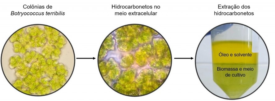 Cultivo e extração de hidrocarbonetos da microalga Botryococcus terribilis