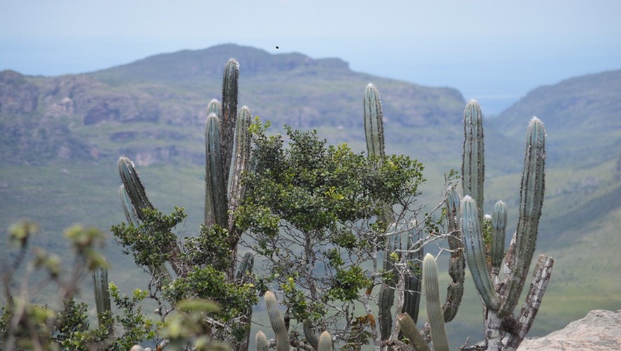 Dia Nacional da Caatinga: bioma-chave para o clima ganha reforço na ...