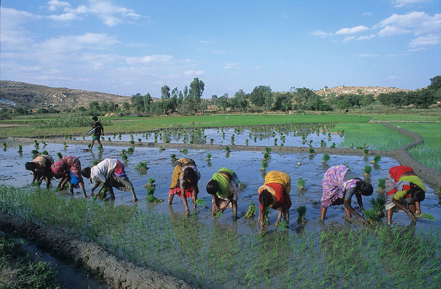 Plantio de mudas de arroz no Vale Rishi, na Índia