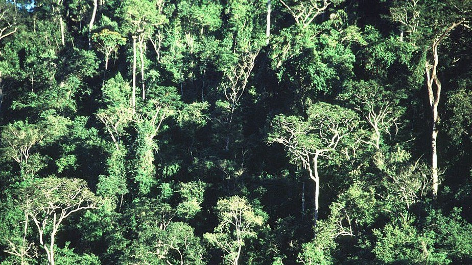 Mata Atlântica: segunda floresta com maior biodiversidade, depois da Amazônia