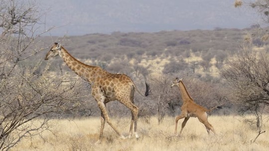 Depois de flagra em zoo, mais uma girafa sem manchas é encontrada — desta vez, na savana africana; veja foto