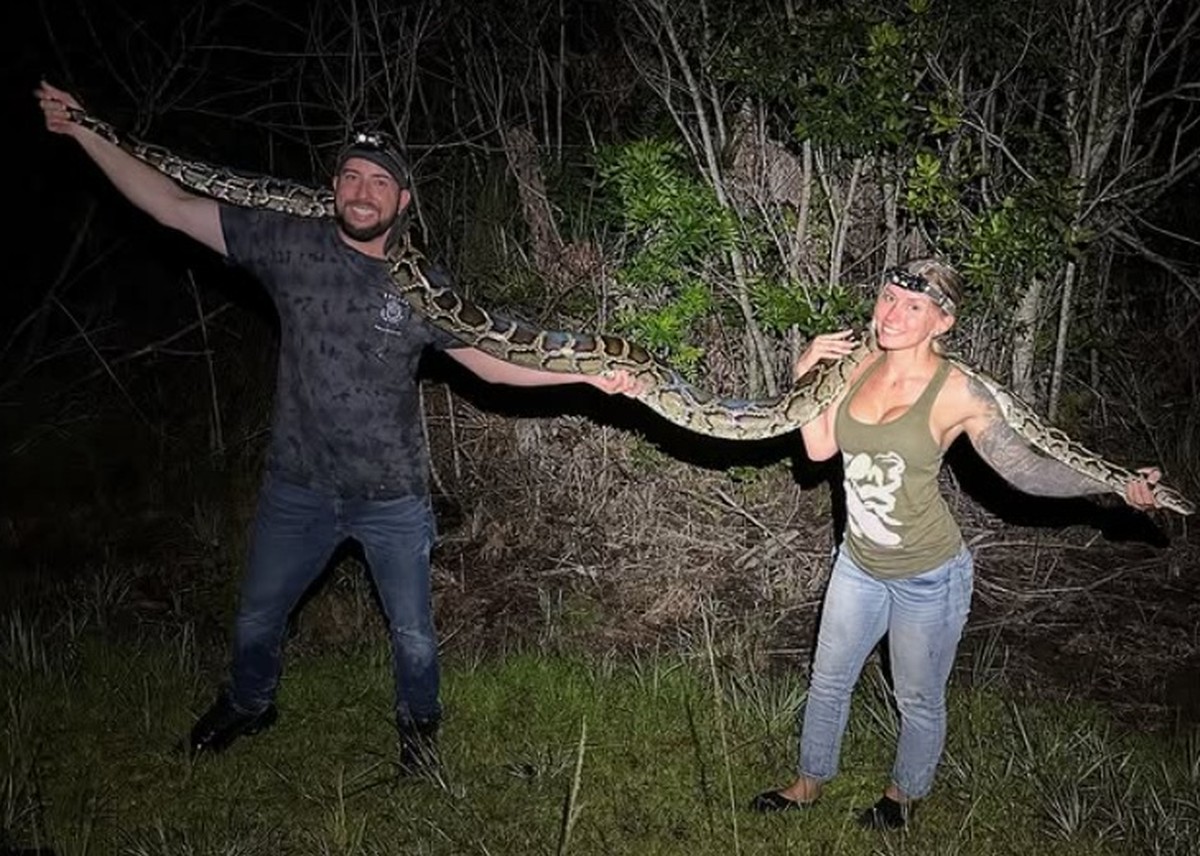 Caça às cobras pítons bate recorde na Flórida; quase 300 foram ...