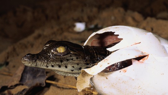Primeiro caso de crocodilo que engravidou sozinho é registrado na Costa Rica 