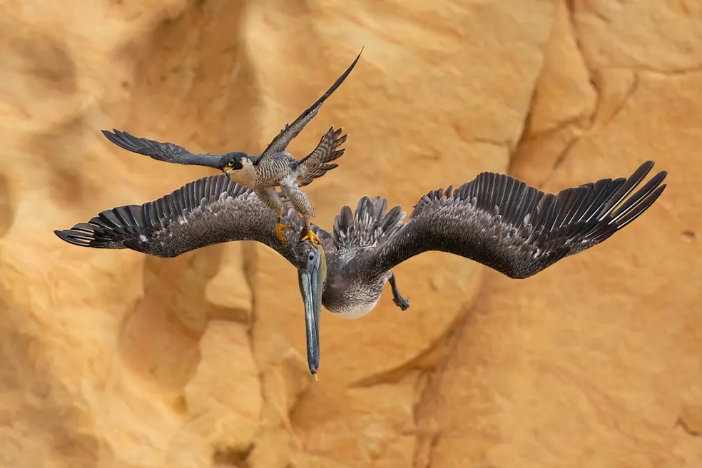 Foto de Jack Zhi, EUA, vencedora do concurso, mostra um falcão peregrino atacando um pelicano marrom — Foto: Jack Zhi