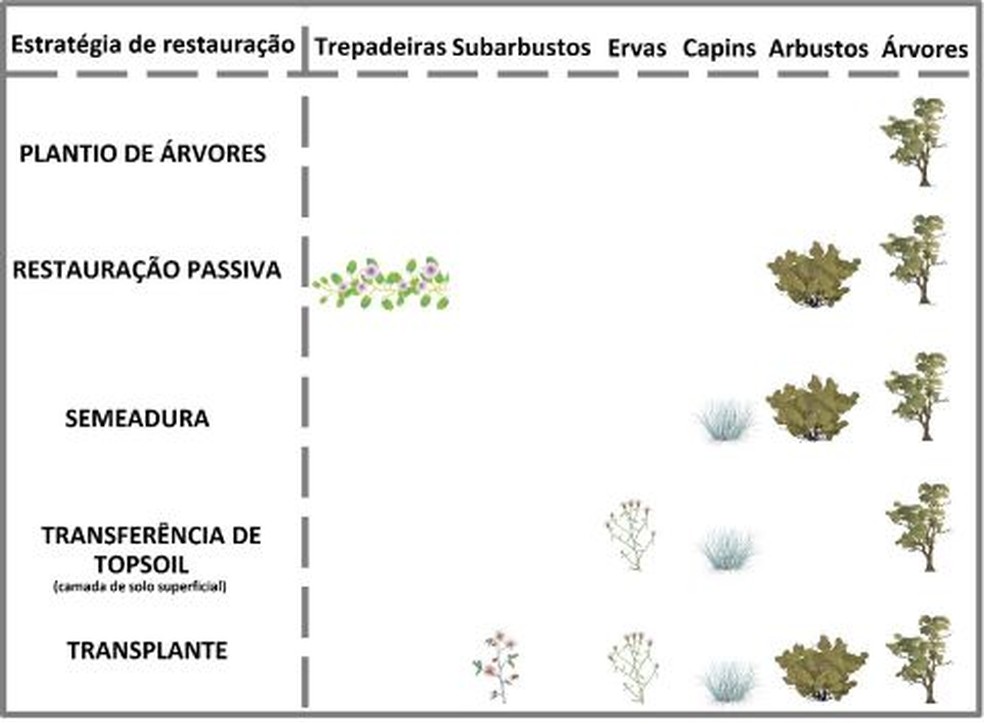 Síntese das principais formas de crescimento do Cerrado que cada técnica de restauração é capaz de recuperar — Foto: Natashi Pilon/Unicamp