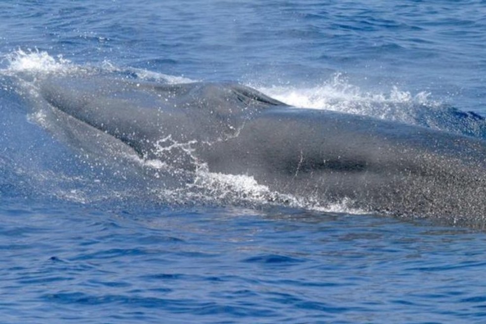 Uma baleia de Rice nada no Golfo do México — Foto: NOAA