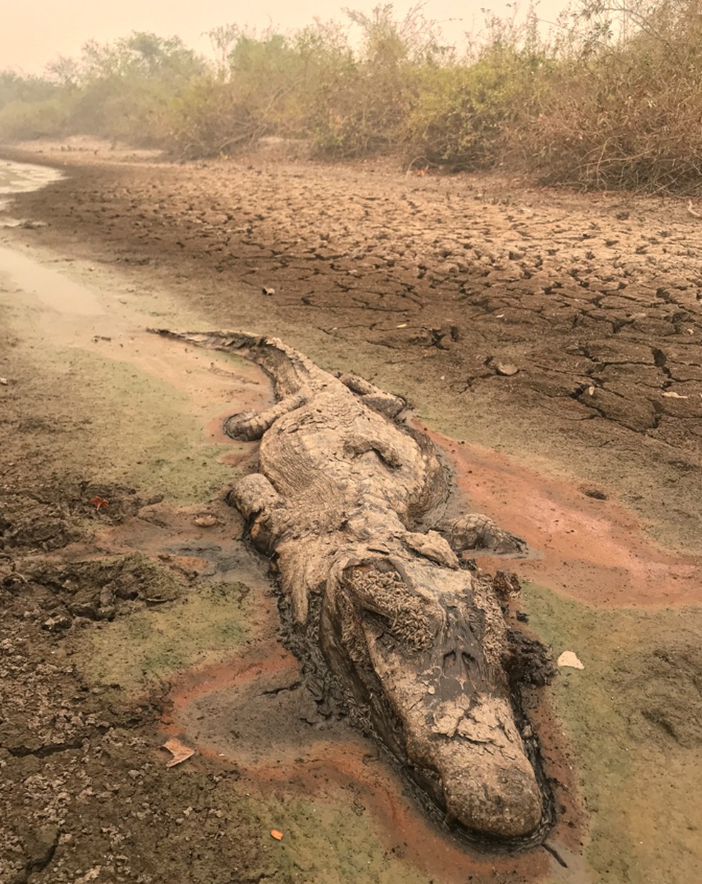 Queimadas são grandes problemas no Pantanal — Foto: Gustavo Figueiroa/SOS Pantanal