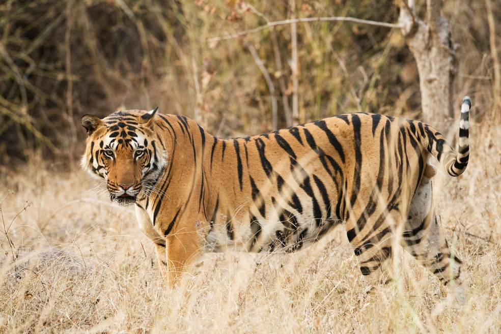 Tigre em seu habitat no Kanha Kisli National Park, na Índia — Foto: Unsplash