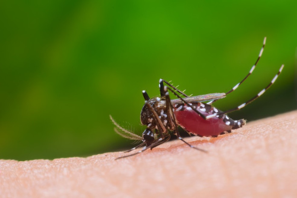Mosquito da dengue  — Foto: Freepik / reprodução