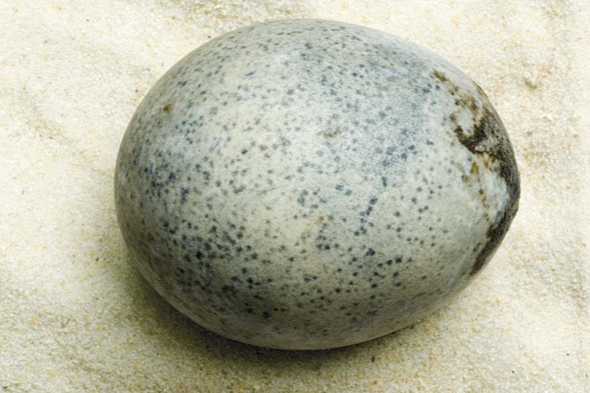 Un huevo intacto de 1.700 años sorprende a los científicos al contener líquido en su interior |  Energía y ciencia
