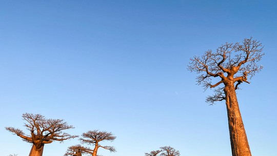 Análise de DNA mostra que "Árvore da Vida" de parque da Disney, o baobá, surgiu há 21 milhões de anos