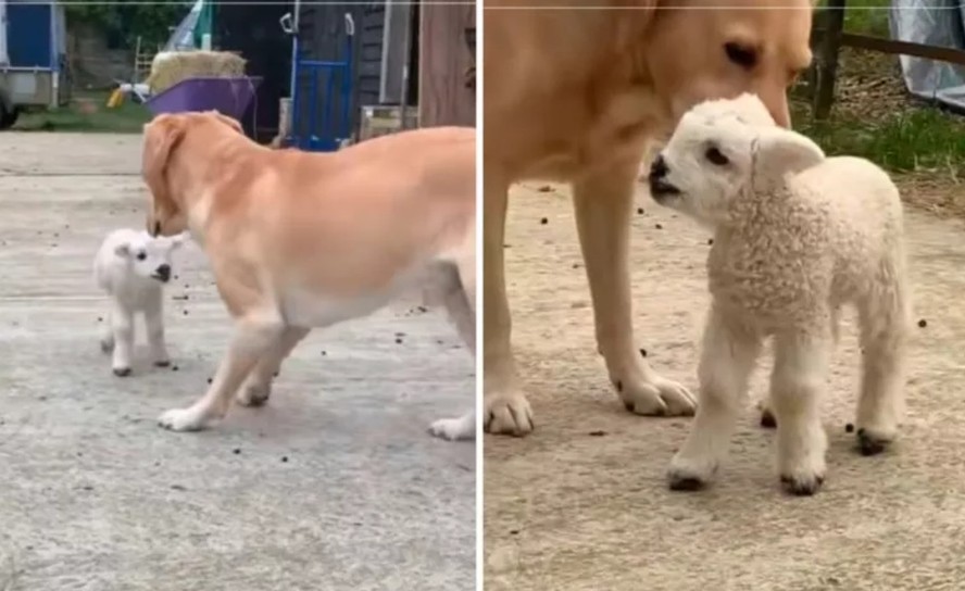 O labrador Digby e o pequeno cordeiro Simão