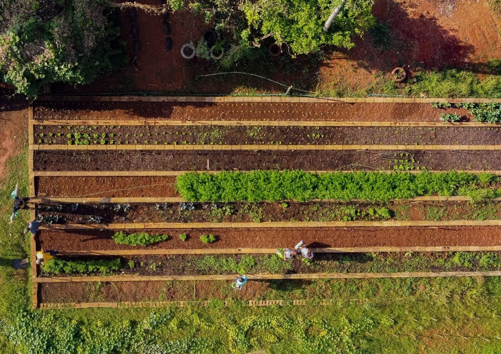 Horta urbana em Osasco: espaço verde oferece mosaico de soluções para as cidades. — Foto: Agência EDN/Pedro Paquino