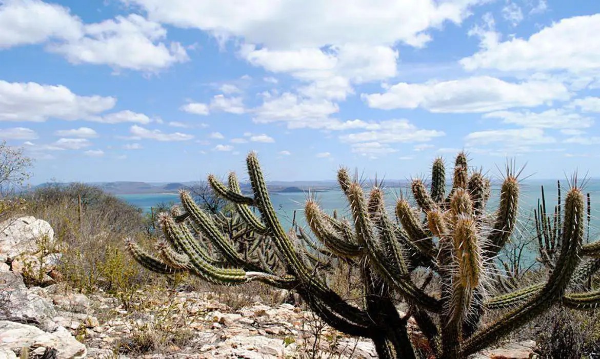 caatinga.jpeg