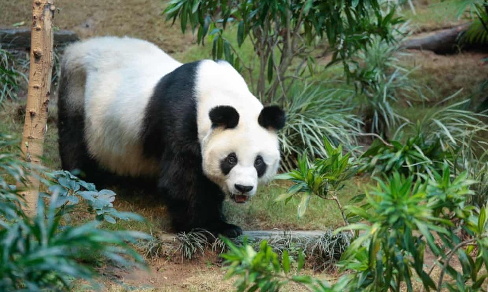 Pandas em cativeiro podem apresentar mudança de comportamento em latitudes diferentes daquelas em que evoluíram — Foto: Ocean Park/Rex/Shutterstock