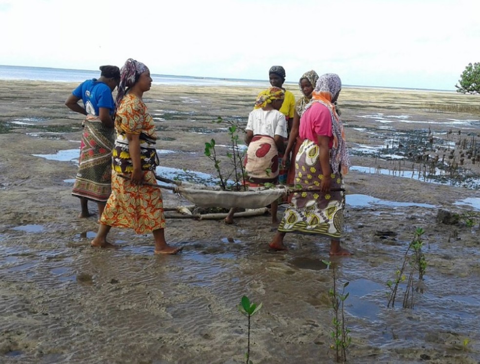 Mulheres participantes do projeto Mikoko Pamoja, no Quênia, transportam mudas de plantas no manguezal — Foto: Divulgação