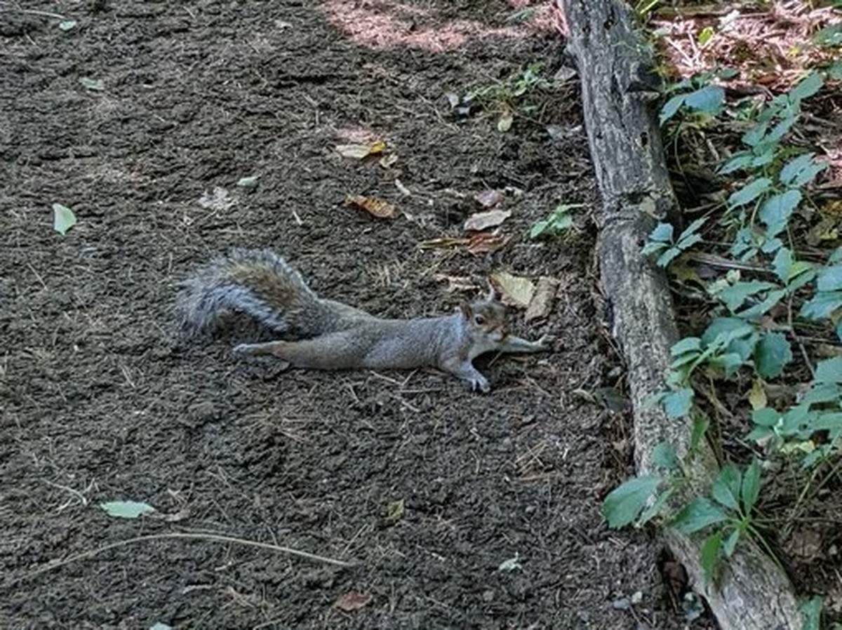 The heat causes the squirrels to stretch out on the ground  Biodiversity