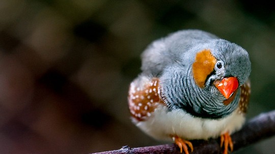 Barulho da cidade "envelhece" aves desde ovo e limita reprodução, diz pesquisa