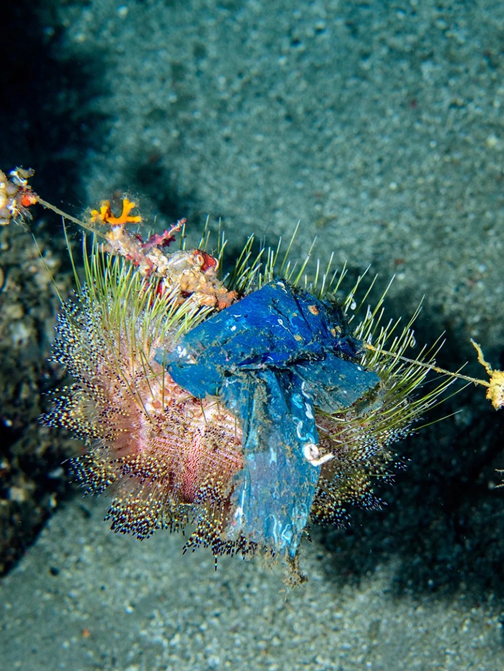 Organismos marinhos convivem com resíduos plásticos mesmo a 130 metros de profundidade — Foto: Luiz A. Rocha, California Academy of Sciences