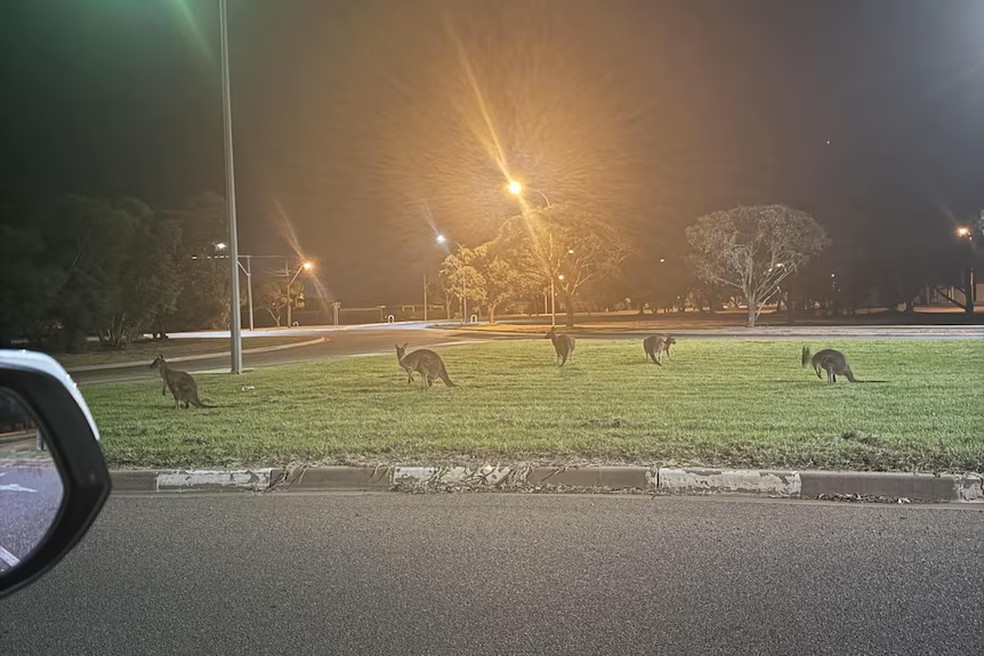 Cangurus foram avistados em Whyalla em busca de comida e água — Foto: Fornecido por Lilly Richardson