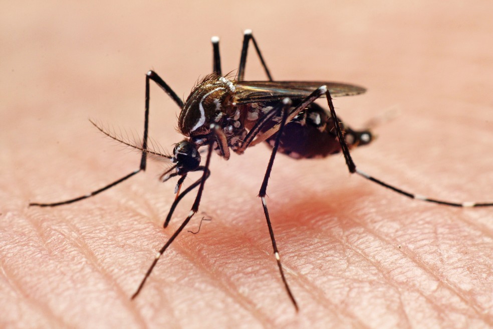 Invasores no Brasil: o mosquito africano Aedes aegypti causa doenças como dengue e zika — Foto: Getty Images