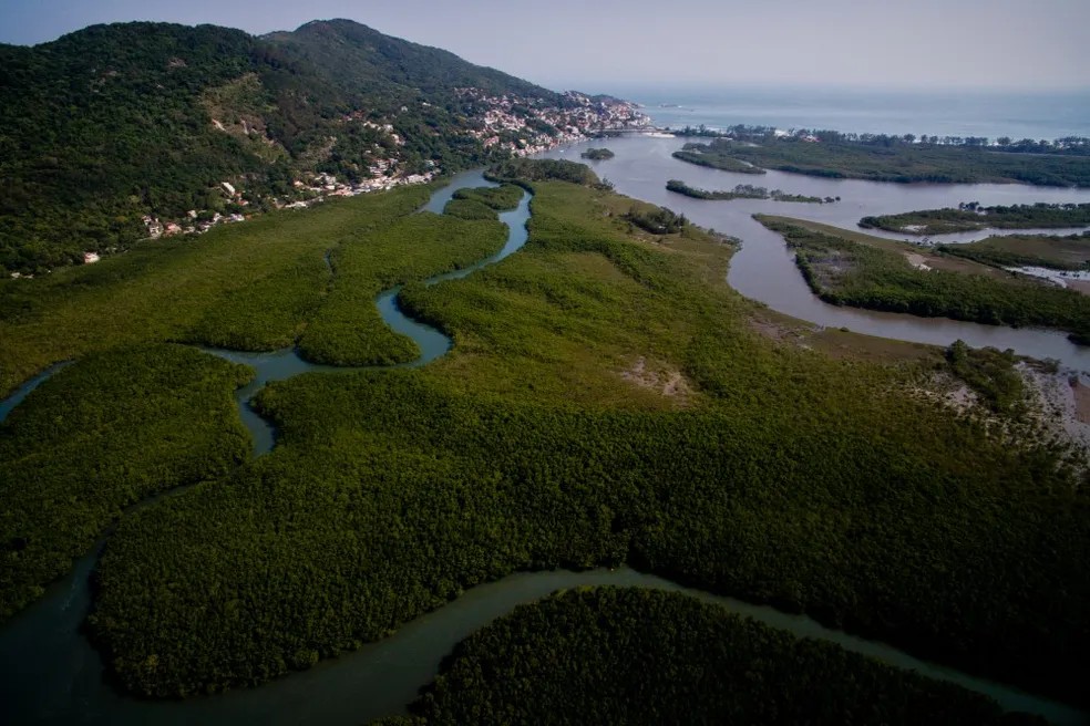 Manguezal da Área de Proteção Ambiental de Guapimirim, na Baía de Guanabara — Foto: Custódio Coimbra/Agência O Globo