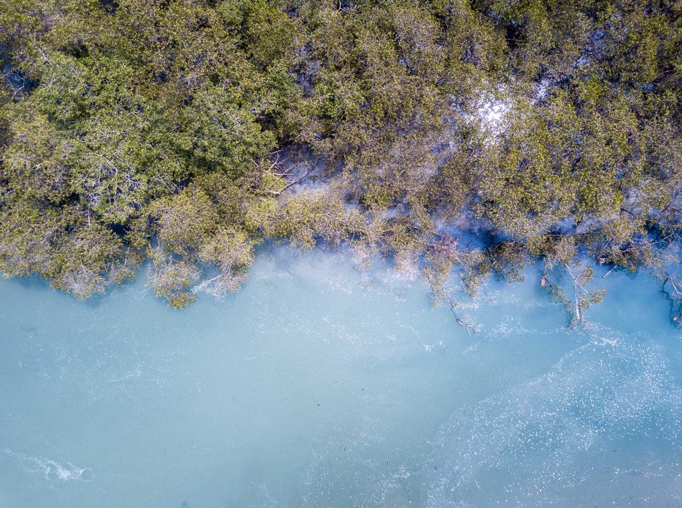 Visão aérea do Manguezal da APA Baleia-Sahy. Banhado por água cristalina e salobra que, dia após dia, encharca a areia lodosa, criando as condições climáticas e a paisagem sonora de uma área conservada de manguezal. — Foto: Guilherme Rodrigues