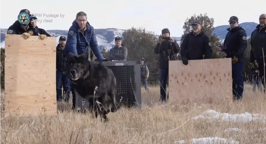 Pela primeira vez na história, 5 lobos são soltos na natureza no Colorado.