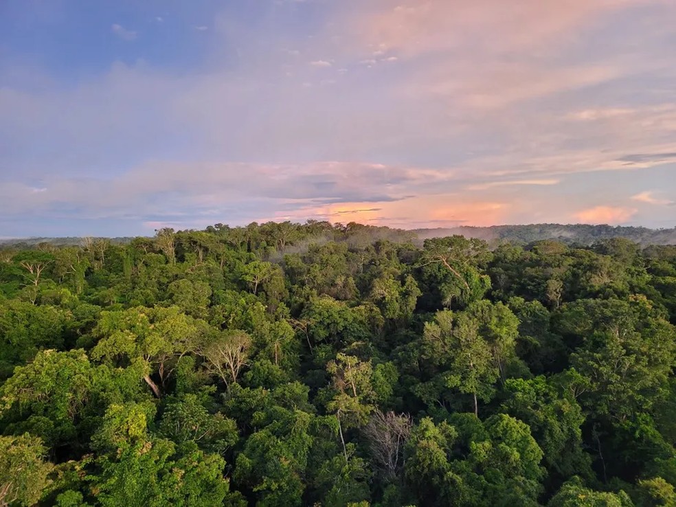 Floresta Amazônica preservada no Norte do Mato Grosso — Foto: Eduardo Maia/Agência O Globo