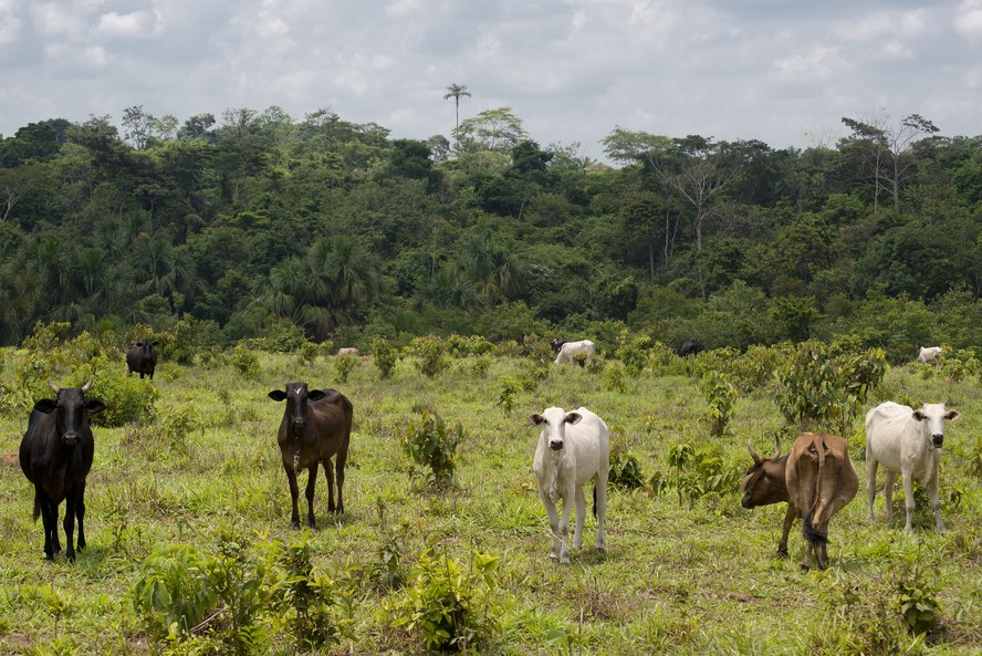 Segundo os autores, 1,7 milhão de hectares da Amazônia foram destruídos entre 2017 e 2022 perto de fazendas nos Estados de Rondônia, Mato Grosso e Pará