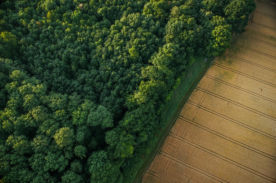 Área de floresta preservada ao lado de plantação de milho